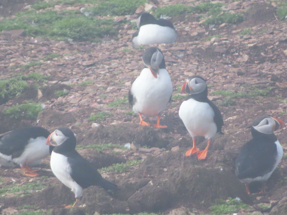 Puffins in the fog at Elliston, Newfoundland
