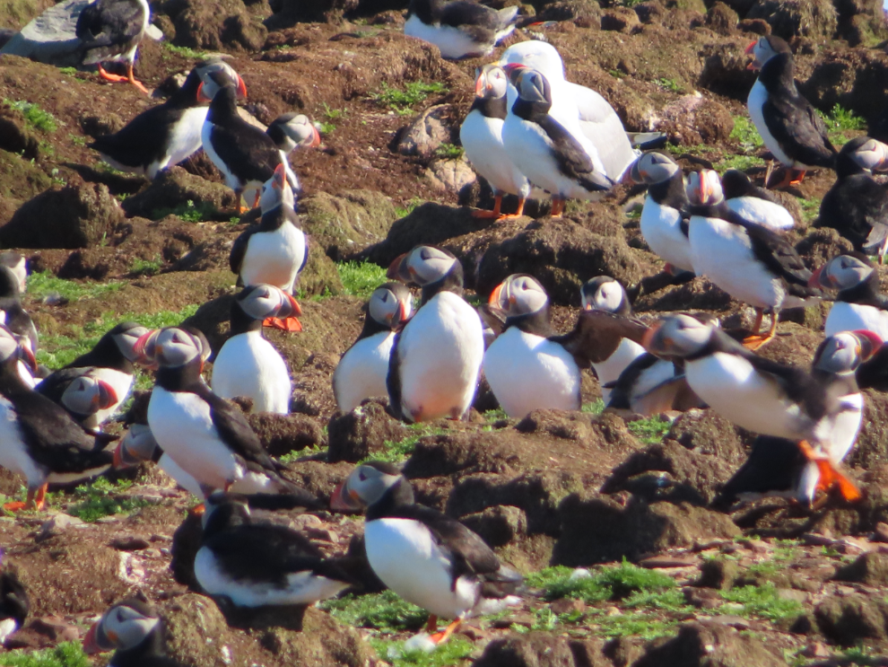 Puffins at Ellliston, Newfoundland.