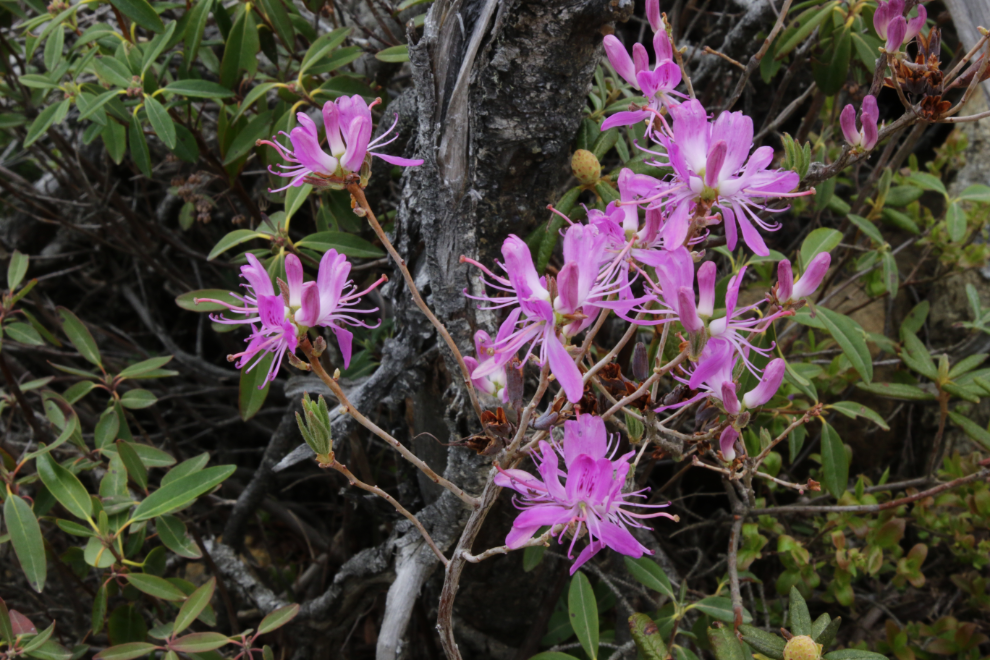 A showy Rhododendron canadense  along Green Gardens Trail, Gros Morne National Park, Newfoundland. 