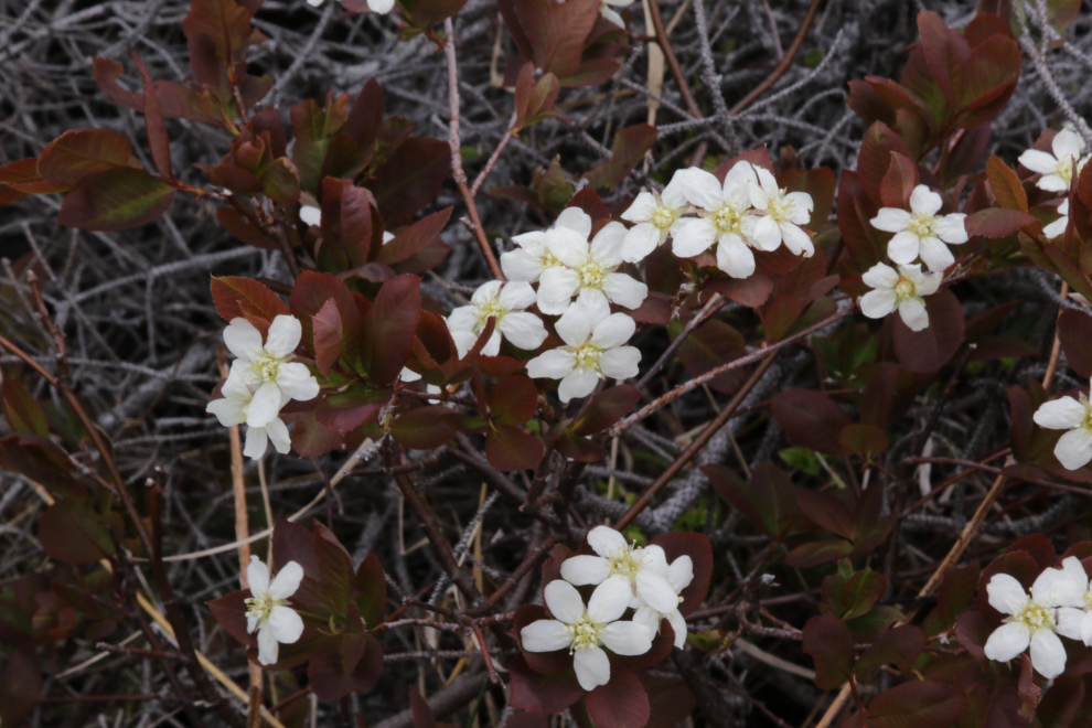 Mountain shadbush along showy Rhododendron canadense 