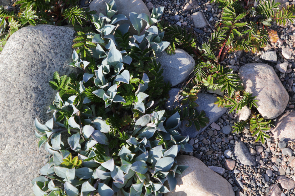 Oyster plants at Green Point, Newfoundland.