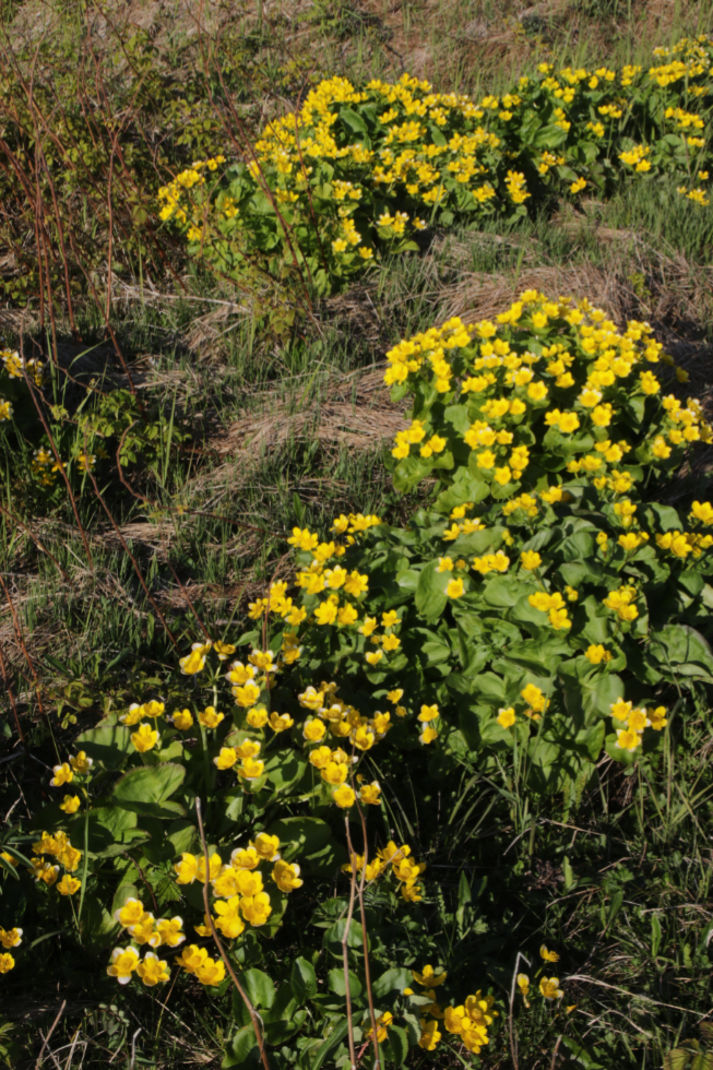 Marsh marigolds at Green Point, Newfoundland.