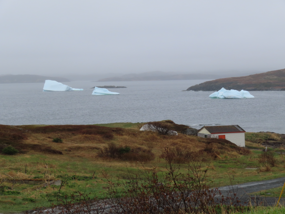 Icebergs in Newfoundland.