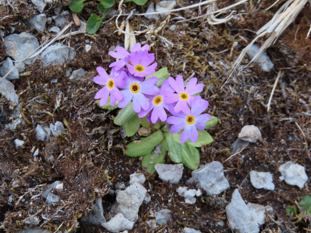 Laurentian Primrose (Primula laurentiana) in Newfoundland's limestone barrens.