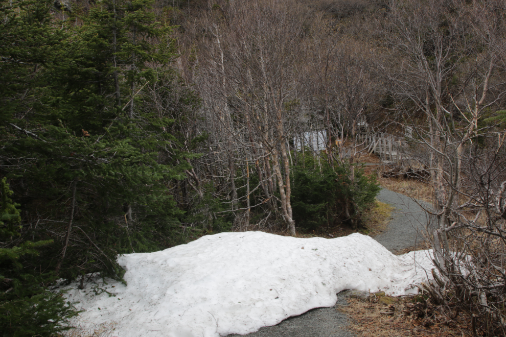 Snow at the bottom of the Daredevil Trail at St. Anthony, Newfoundland.