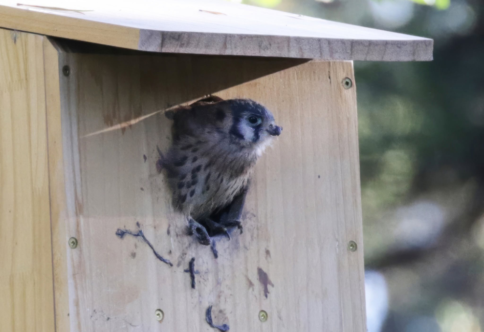 An American kestrel chick looking out of the nesting box.