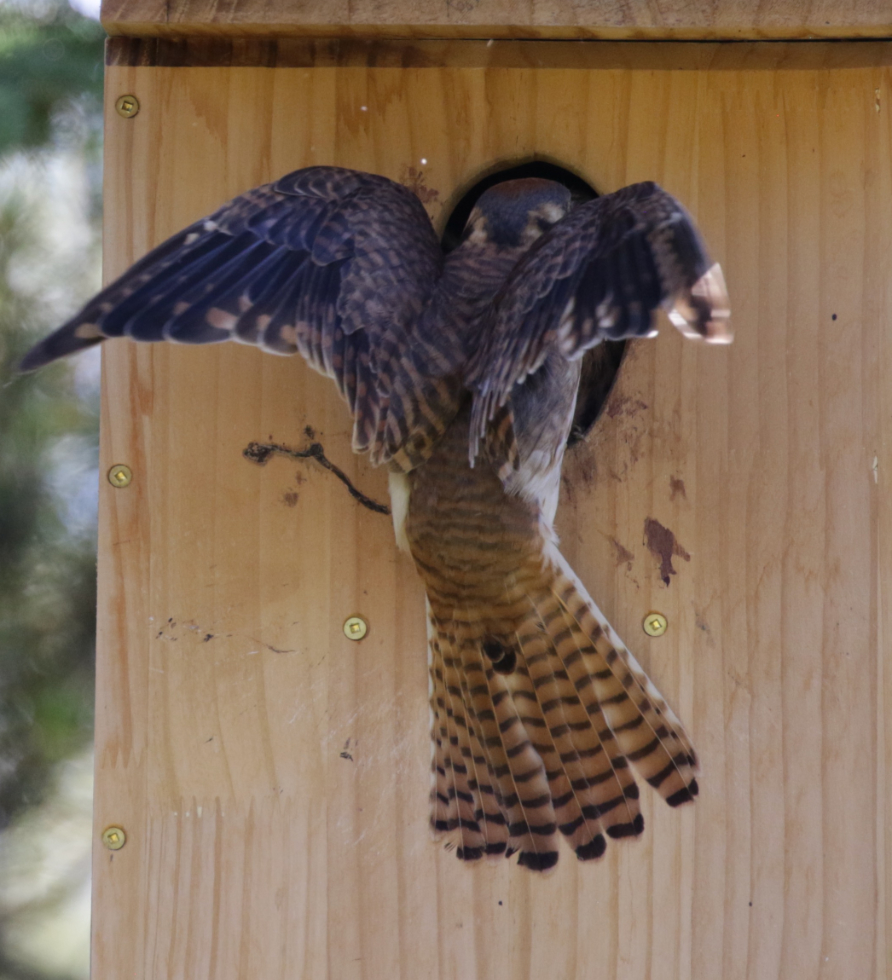 An American kestrel feeding a frog to one of the chicks.
