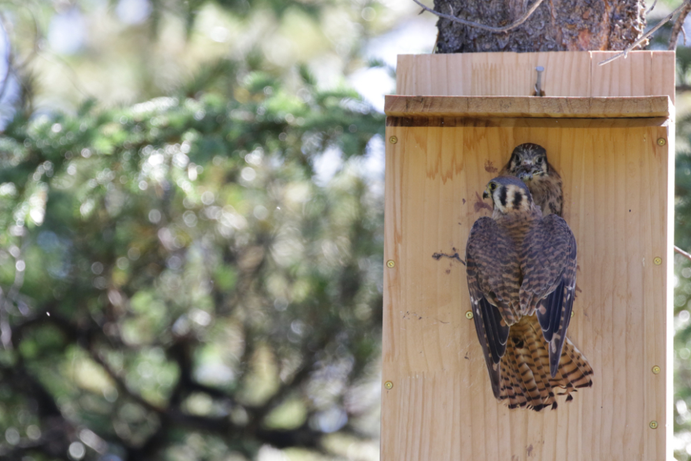An American kestrel feeding a frog to one of the chicks.