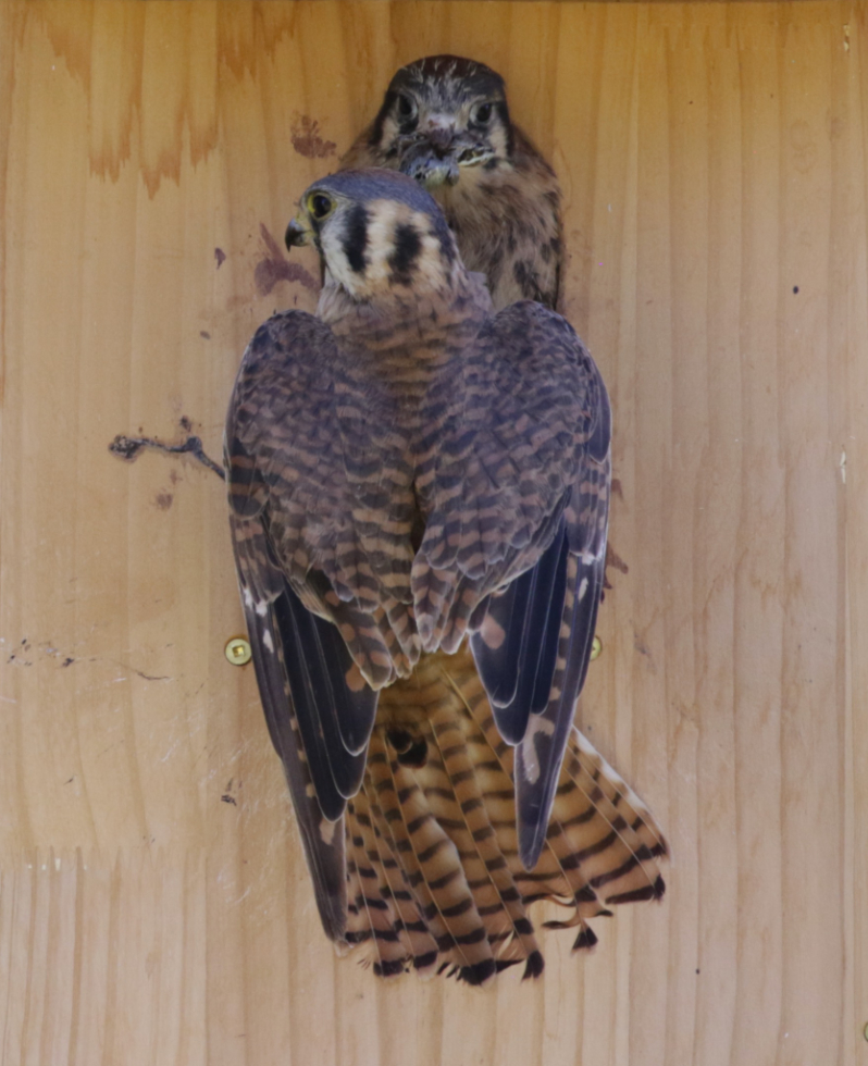 An American kestrel feeding a frog to one of the chicks.