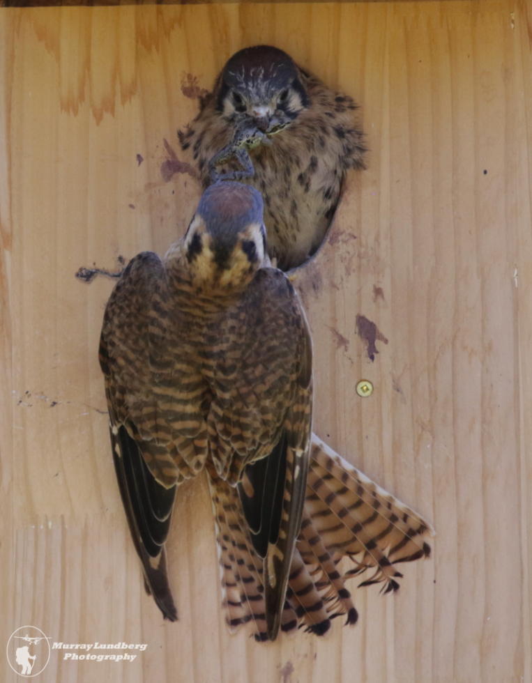 An American kestrel feeding a frog to one of the chicks.