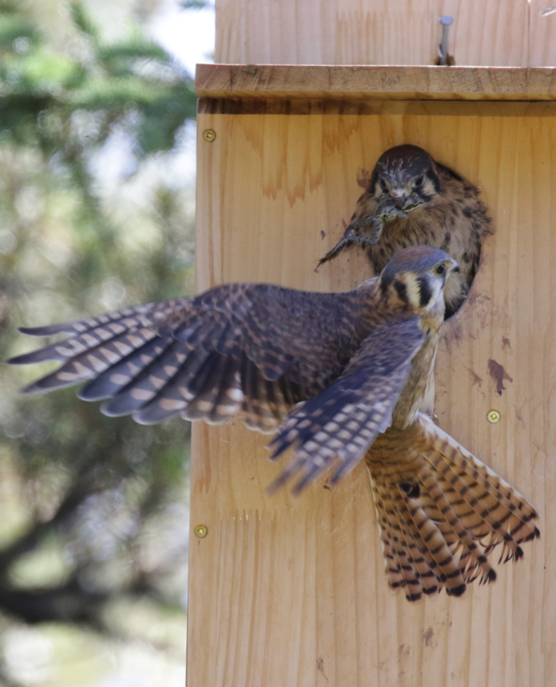 An American kestrel feeding a frog to one of the chicks.