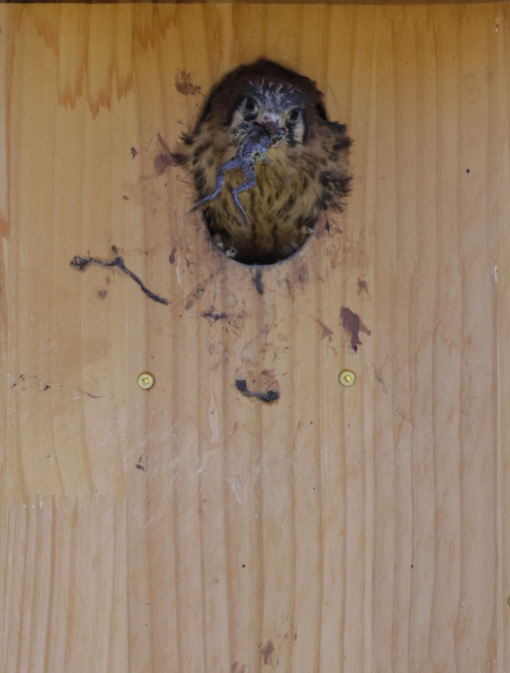 An American kestrel chick eating a frog.