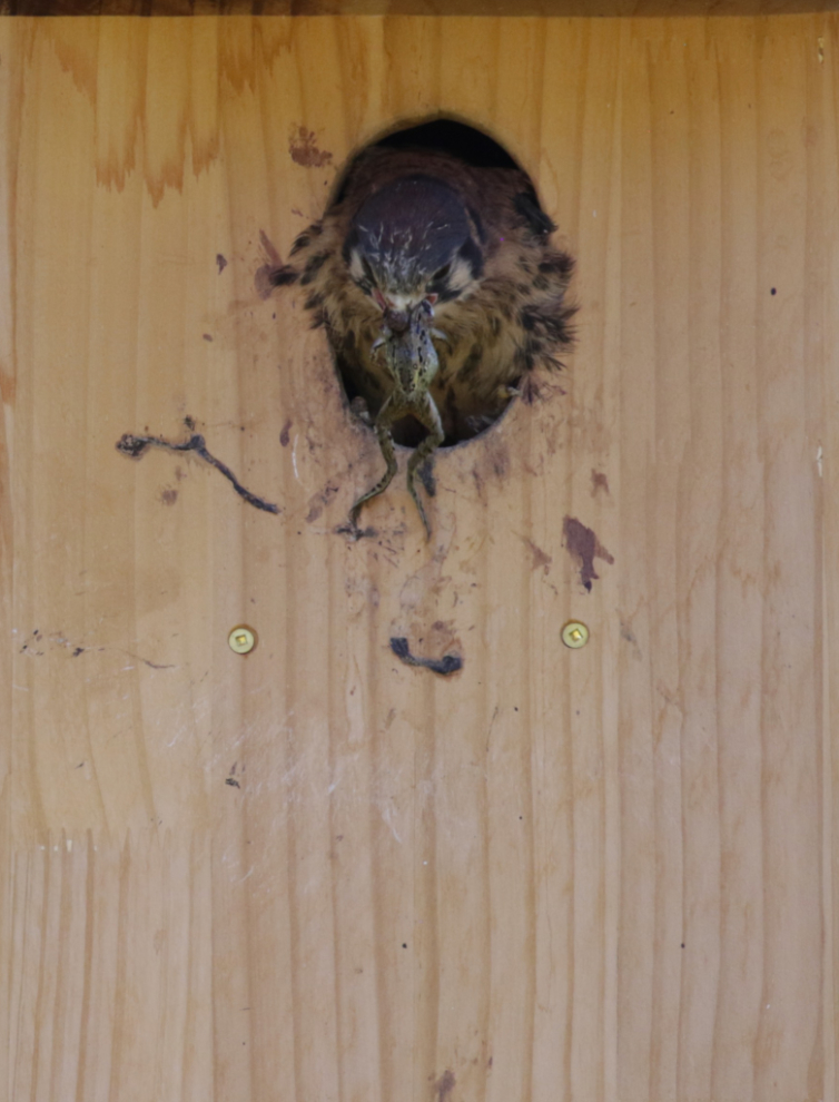 An American kestrel chick eating a frog.