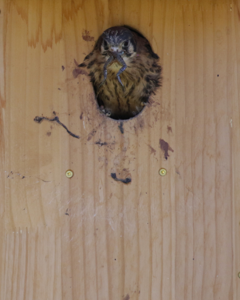 An American kestrel chick eating a frog.