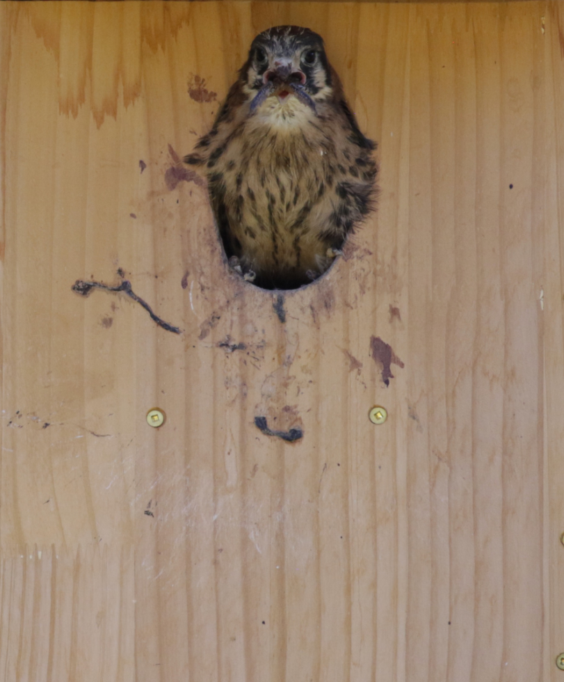 An American kestrel chick eating a frog.