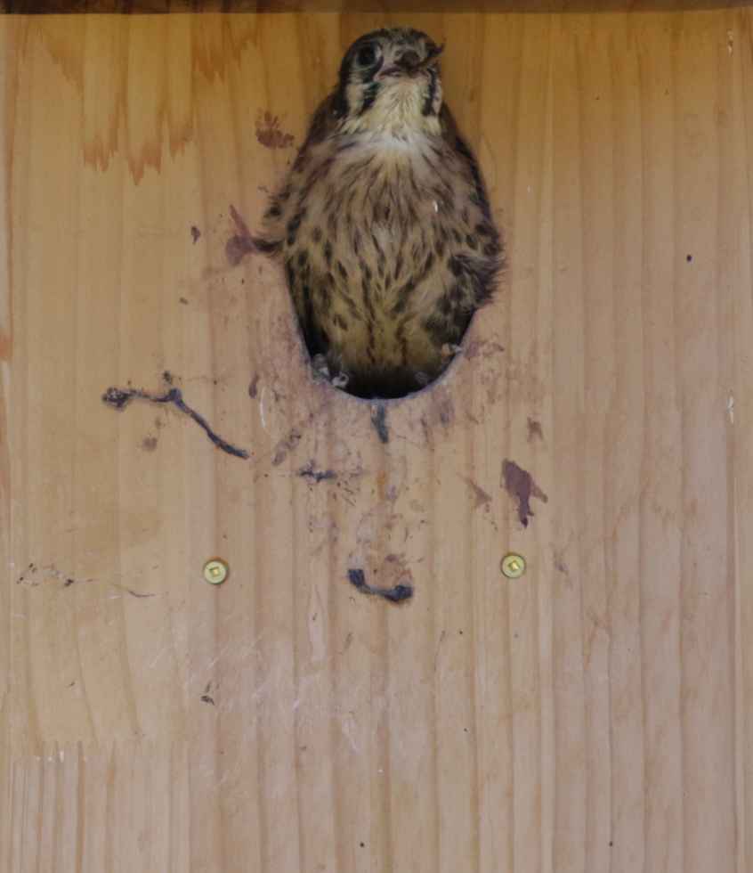An American kestrel chick eating a frog.