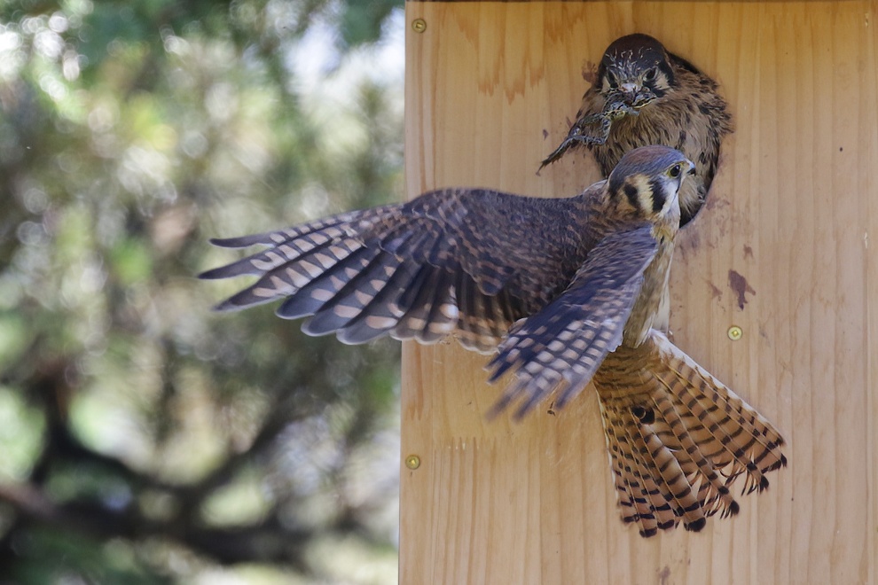 An American kestrel feeding a frog to a chick in a nesting box.