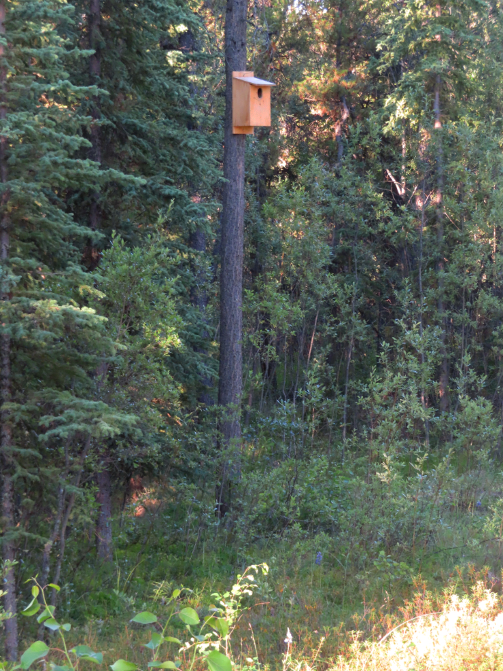 The boreal owl nesting box that has been taken over by American kestrels.