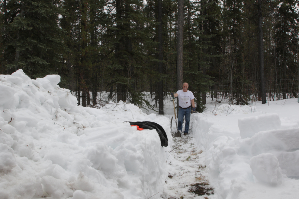 Digging through 30 inches of snow to reach a suitable tree to install the boreal owl nesting box I built.