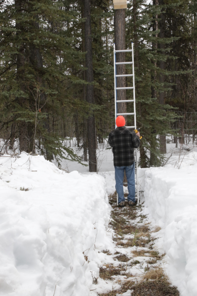 Installation of the boreal owl nesting box I built is complete, in mid-April.