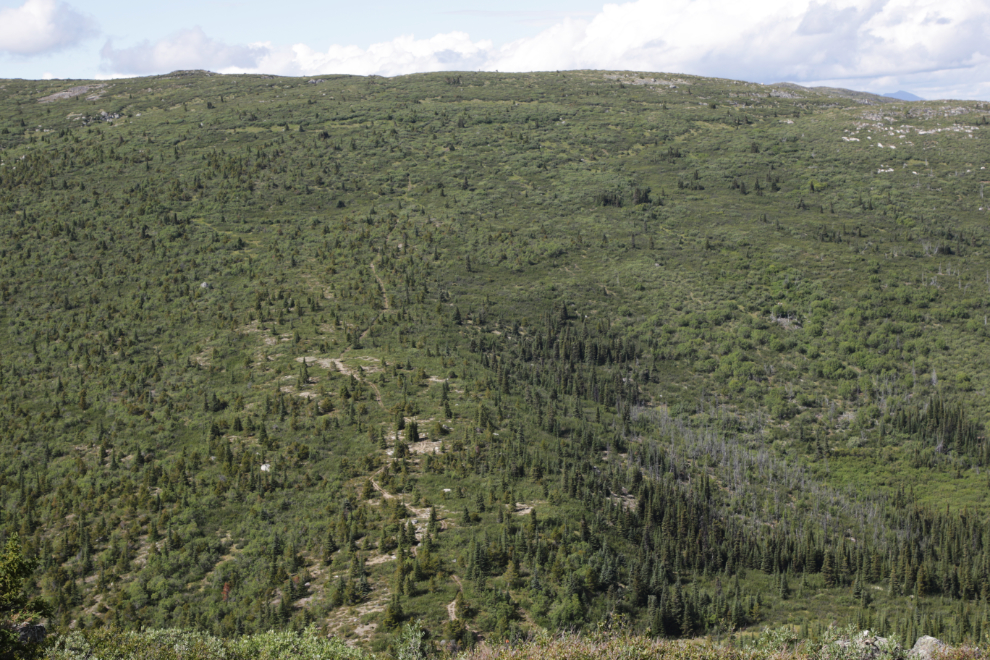 A trail leading up the Mount Sumanik ridge at Whitehorse.