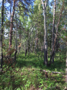 A mixed pine and aspen forest along the Yukon River in Whitehorse.
