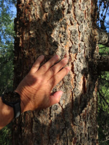 Giving thanks to a large old lodgepole pine along the Yukon River in Whitehorse.