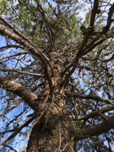 A large old lodgepole pine along the Yukon River in Whitehorse.