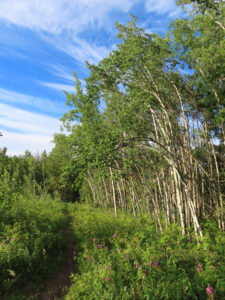 Aspen trees along the Yukon River in Whitehorse.
