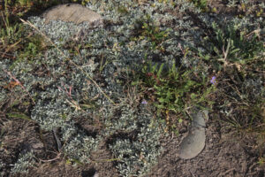 A tiny community of plants along the Yukon River in Whitehorse.