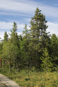Lodgepole pine trees along the Yukon River in Whitehorse.