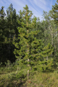 A young lodgepole pine along the Yukon River in Whitehorse.