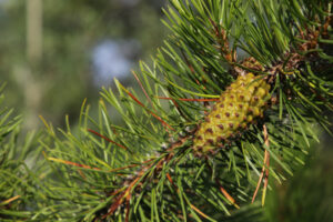 A female cone on a young lodgepole pine along the Yukon River in Whitehorse.
