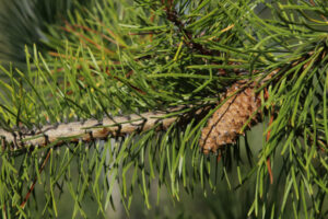A second-year female cone on a young lodgepole pine along the Yukon River in Whitehorse.