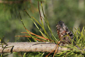 An old cone on a lodgepole pine along the Yukon River in Whitehorse.