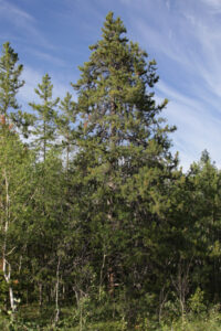 A large old lodgepole pine along the Yukon River in Whitehorse.