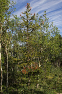 A lodgepole pine along the Yukon River in Whitehorse.