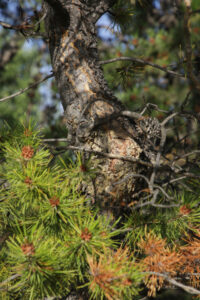 A lodgepole pine damaged by beetles, along the Yukon River in Whitehorse.