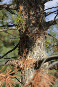 A lodgepole pine being attacked by beetles, along the Yukon River in Whitehorse.