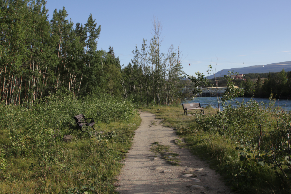 A trail along the Yukon River in Whitehorse.