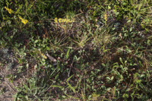 Wild strawberries along the Yukon River in Whitehorse.