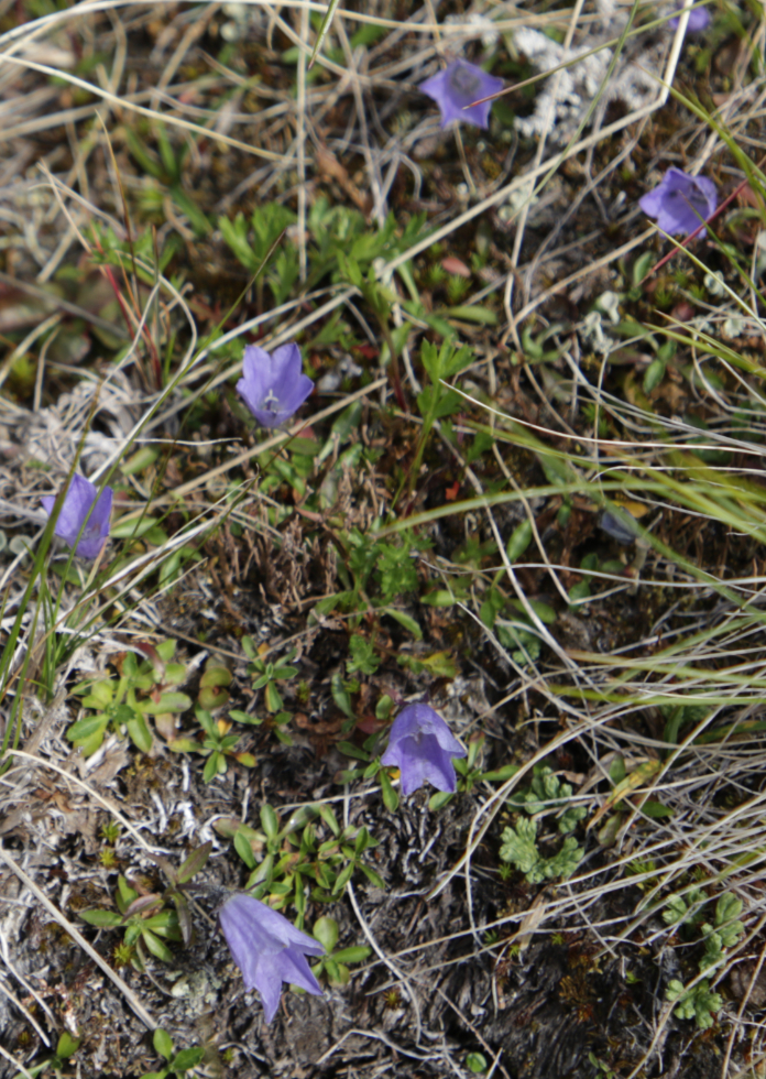 Mountain harebell (Campanula lasiocarpa) on Haeckel Hill, YUkon.