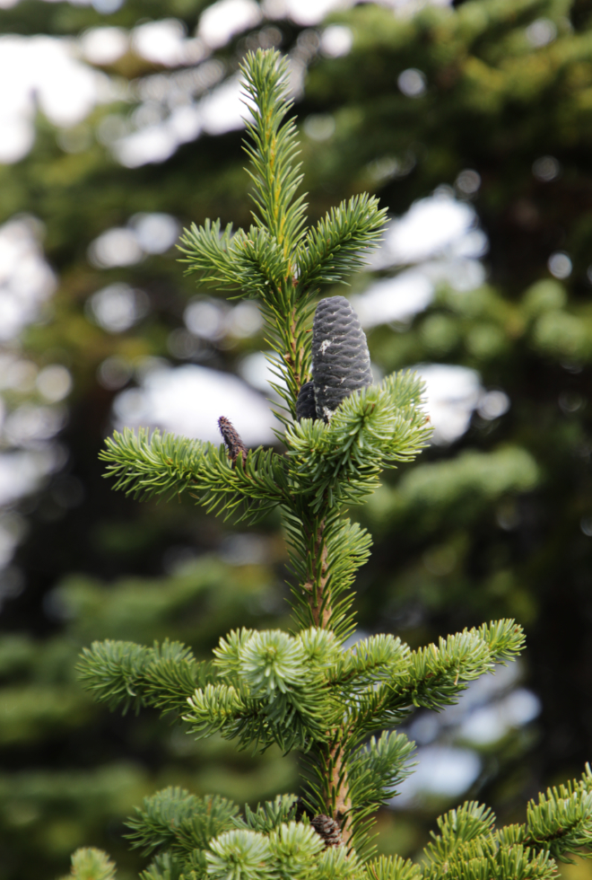 Subalpine fir