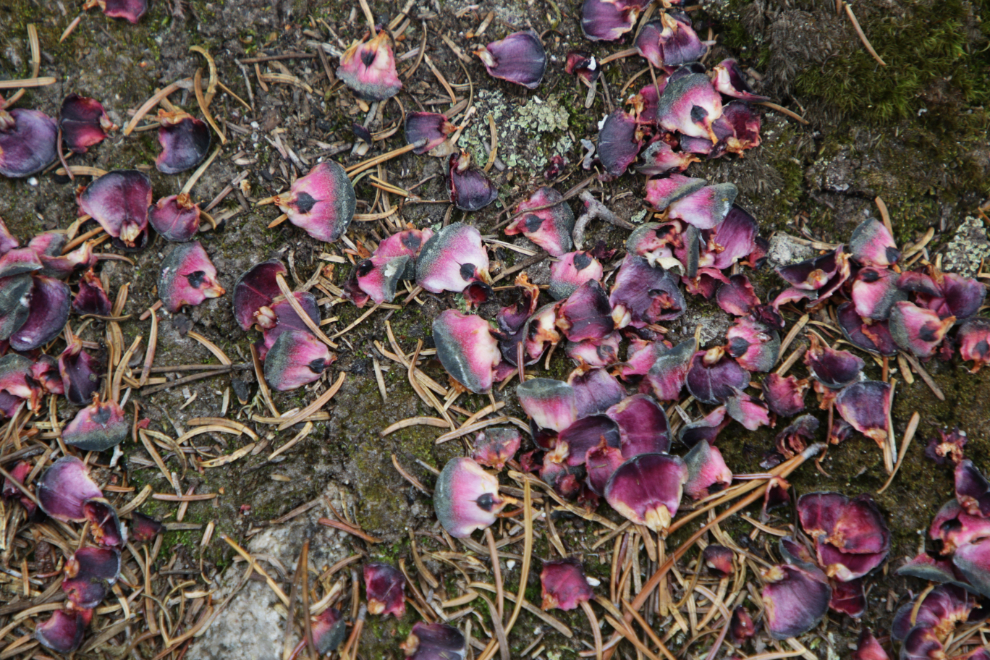 The cones of the Subalpine fir are beautiful when squirrels break them open.