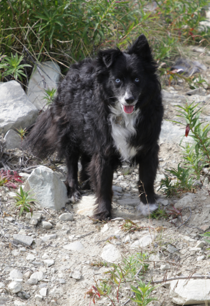 My little dog Tucker loving our walk on Haeckel Hill at Whitehorse.