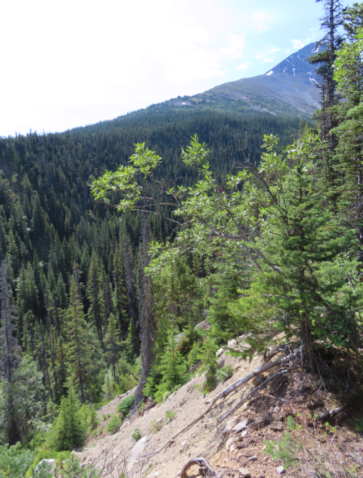 The next mountain to the south of a mining exploration trail on 'Middle Ridge' above Tutshi Lake, BC.