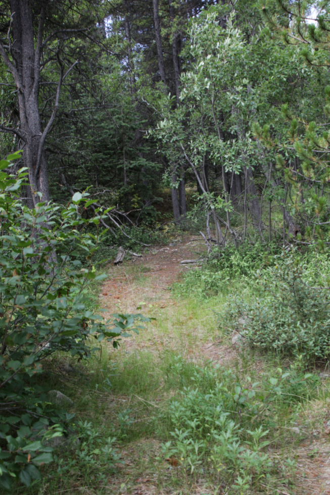 The start of a mining exploration trail on 'Middle Ridge' above Tutshi Lake, BC.