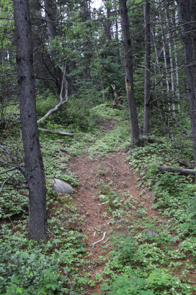 A mining exploration trail on 'Middle Ridge' above Tutshi Lake, BC.