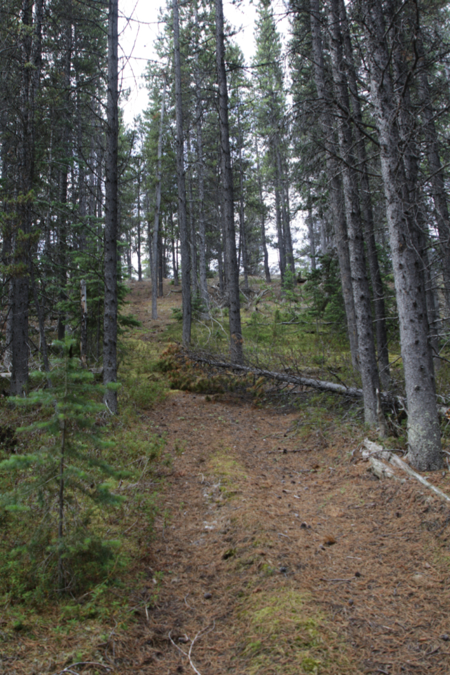 A mining exploration trail on 'Middle Ridge' above Tutshi Lake, BC.
