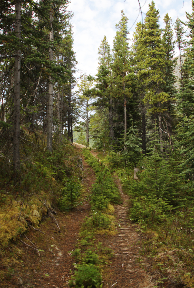A mining exploration trail on 'Middle Ridge' above Tutshi Lake, BC.